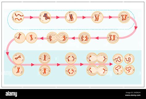 how are the daughter cells similar to the parental cell - what distinguishes mitosis from meiosis.